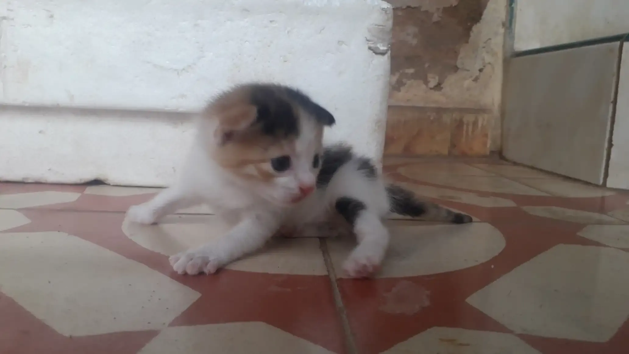 "Foto de una gatica pequeña de colores blanco, naranja y negro"