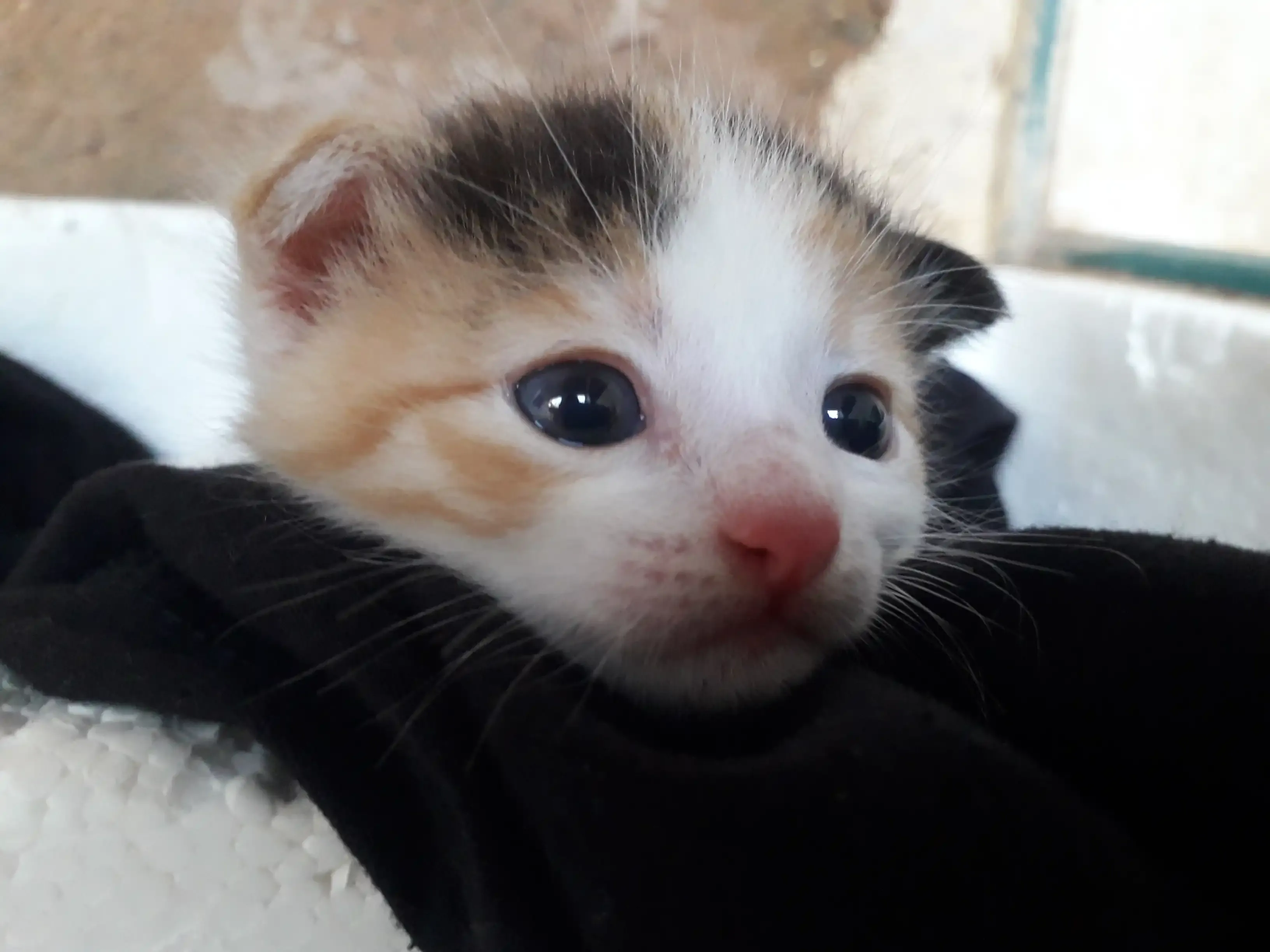 Imagen del rostro de una gata pequeña con la cabeza recostada en una superficie. Tiene los ojos azules y es de color blanca, negra y anaranjada