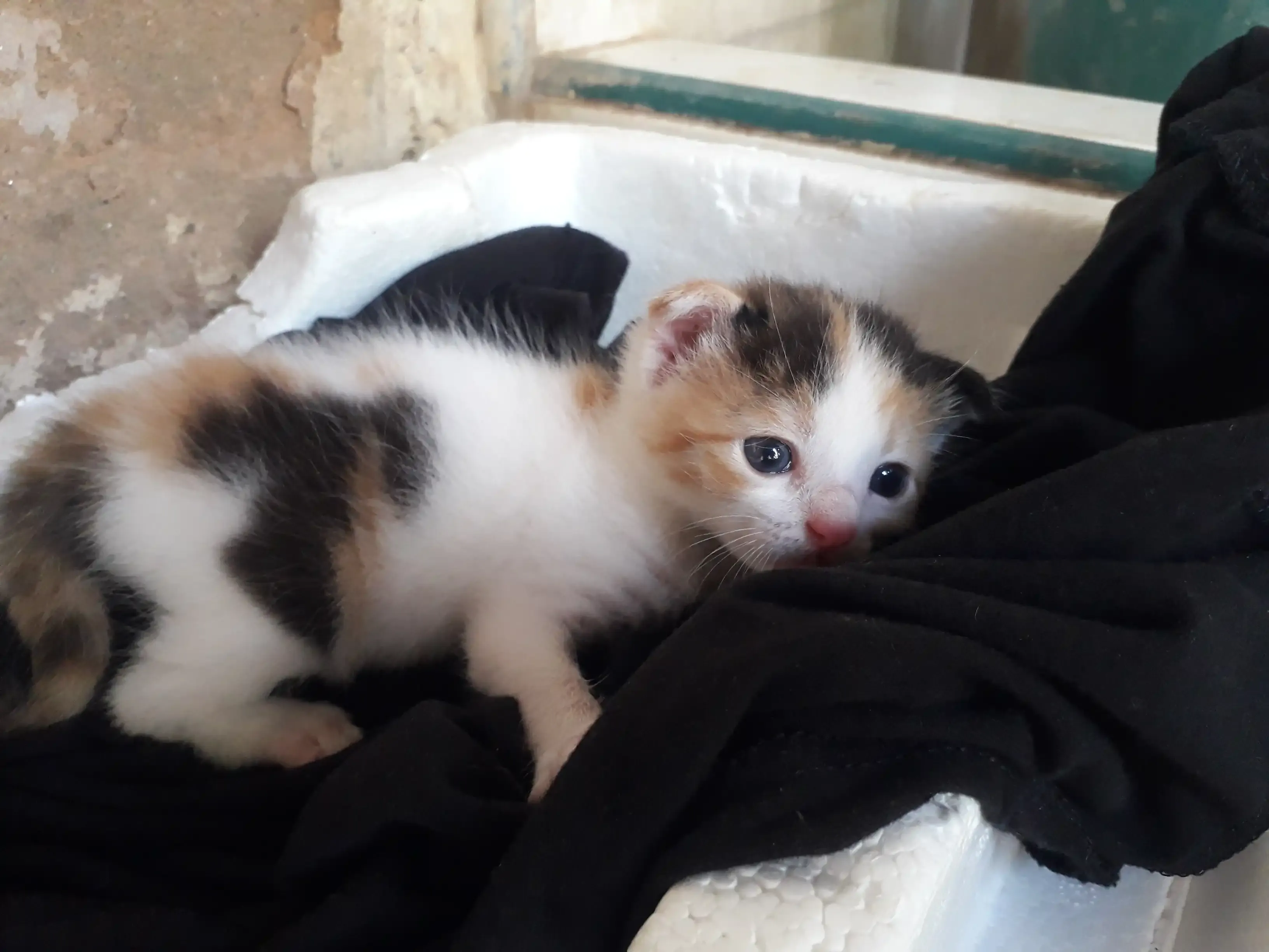 Foto de él cuerpo completo de una gatica pequeña de color blanco con manchas anaranjadas y negras.